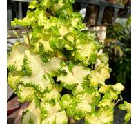 semi di edera, le da giardino roccioso sono resistenti Semi di edera a crescita rapida - regali per giardinieri esotiche 250pcs