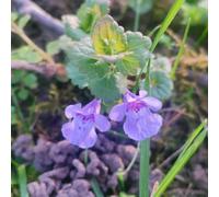 semi di edera terrestre,da balcone,semi di selvatiche,resistenti all'ombra Semi di medicinali 450pcs