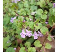 Semi di edera terrestre - giardino aromatiche resistenti per giardini rocciosi organico da balcone raro per luoghi soleggiati copertura del 100pcs