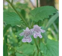 semi di edera terrestre - Glechoma hederacea - d'appartamento esotiche per la copertura del terreno balcone, varietà antiche in vaso 200pcs