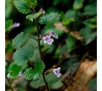semi di edera terrestre,in vaso,resistenti per il giardino,regali per gli amanti semi di,decorazione da giardino 300pcs