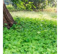Semi di edera terrestre - per giardinieri resistenti decorazioni da giardino per esterni semi di come bomboniera esotico aromatiche copertura 400pcs