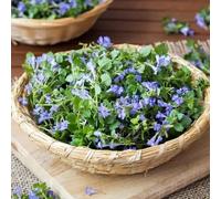 Semi di edera terrestre - per giardinieri semi di come bomboniera decorazioni da giardino per esterni selvatiche selvatici resistenti 350pcs