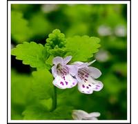 semi di edera terrestre,per il giardino,decorazione per il soggiornoda balcone,semi diselvatiche,resistenti all'ombrada 100pcs