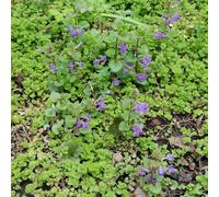 Semi di edera terrestre - resistenti resistenti per giardini rocciosi esotico semi di come bomboniera decorazioni da giardino per esterni da 250pcs