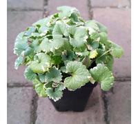 semi di edera terrestre,semi di selvatici,perenni resistenti,decorazione per davanzali semi di,decorazione da giardino 300pcs