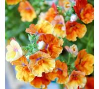 Semi di Elfenspiegel - semi di come per gli ospiti decorazione floreale semi di da giardino roccioso resistenti da balcone 35pcs