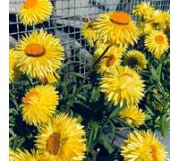 semi di elicriso - per esterni decorative per il soggiorno da giardino, resistenti alla copertura 100pcs