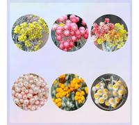 semi di elicriso - per il giardino sul balcone per decorazioni, aiuole rialzate per resistenti 120pcs