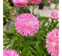 semi di elicriso - per il giardino sul balcone resistenti da roccioso 800pcs