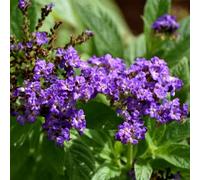 semi di Eliotropio arborescens, biologici semi di giardino di rare da balcone resistenti 20pcs