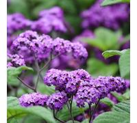 semi di Eliotropio arborescens, decorazione da giardino per esterni da balcone da giardino roccioso resistenti semi esotici 100pcs