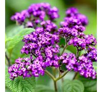 semi di Eliotropio arborescens, rare decorazione da giardino per esterni estivi serre da balcone giardino di vecchie varietà 90pcs