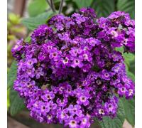 semi di Eliotropio arborescens, semi di vecchie varietà decorazione da giardino per esterni serre da balcone rare regali per gli amanti del giardino 30pcs