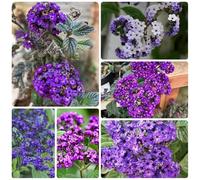 semi di Eliotropio arborescens, semi esotici rare resistenti per il giardino estivi da balcone 80pcs