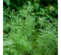 semi di eneldo perenne resistente, eneldo semi invernali balcone resistenti giardino 800pcs