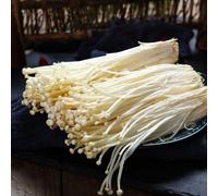 semi di Enoki, fungo enoki giardino sul balcone invernali semi di d'appartamento esotico vecchie varietà raro per gli 350pcs