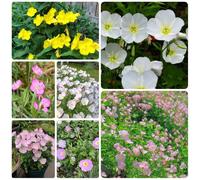 Semi di enotera, di campo perenni resistenti Oenothera biennis, copertura del terreno, semi di varietà antiche 100pcs