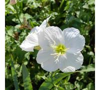 Semi di enotera, di campo perenni resistenti Oenothera biennis, le da giardino roccioso sono resistenti esotiche copertura del terreno 400pcs