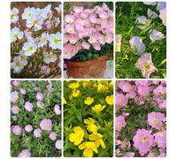 Semi di enotera, Oenothera biennis, semi di varietà antiche Le perenni sono perenni resistenti per il giardino 500pcs