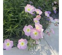 Semi di enotera - per i luoghi soleggiati vecchie varietà di primaverili resistenti per giardini rocciosi semi selvatici copertura del terreno 250pcs
