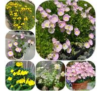 Semi di enotera - resistenti semi di selvatici farfalla biologico balcone copertura del terreno decorazioni giardino per esterni 300pcs