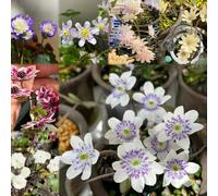 semi di epatica, pratura di perenni resistenti, giardino resistenti per decorare balconi semi 200pcs