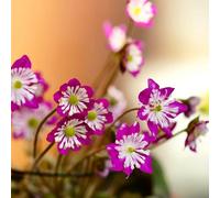 Semi di epatiche, per gli amanti del giardino decorazioni da giardino per esterni da balcone semi di come bomboniera organico copertura del terreno 150pcs