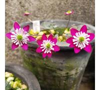 Semi di epatiche, semi di resistenti selvatici per gli amanti del giardino vecchie varietà da balcone come bomboniera resistenti 150pcs