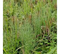 Semi di equiseto balcone del giardino aromatiche da balcone verdi semi di aromatiche vecchie varietà esotiche rare giardino Perenni resistenti 400pcs