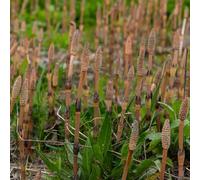 Semi di equiseto hyemale, semi di medicinali di selvatiche da giardino perenni varietà antiche resistenti 100pcs