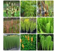 semi di equiseto invernale, da giardino roccioso resistenti prodotti sostenibili resistenti per il giardino rare verdi semi di selvatiche acquatiche 125pcs