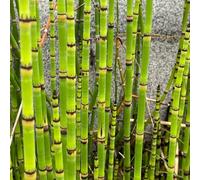 Semi di equiseto invernale, semi di selvatiche resistenti per il giardino prodotti sostenibili aromatiche vecchie varietà giardino 100pcs