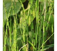 Semi di Equisetum hyemale - vecchie varietà resistenti per giardini rocciosi organico resistenti per gli amanti del giardino verdi selvatiche 60pcs