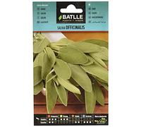 Semi di erba di Batlle - sage officinalis (semi - 25-35cm)