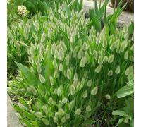 semi di erbacoda di lepre, esotiche semi di da giardino le da giardino roccioso sono resistenti 50pcs