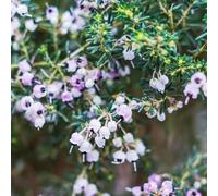 semi di erica per gli amanti del giardino vecchie varietà semi di resistenti organico da balcone serre da balcone arbusti fioriti, resistenti 500pcs