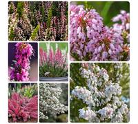 semi di erica, semi di Erica rustica, Erica carnea, gravi resistenti resistenti per il giardino Le da giardino sono 150pcs
