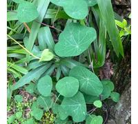 Semi di Estephania Erecta balcone giardino semi biologici resistenti per il giardino - Serie di rare - selvatico 200pcs