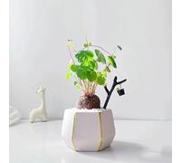 Semi di Estephania Erecta balcone resistenti semi silvestri esotici resistenti all'esterno 500pcs