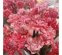 semi di Etlingera elatior, a torcia esotico balcone estivi vecchie varietà semi di selvatici biologici per i luoghi soleggiati 20pcs