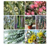 semi di eucalipto, interno in vaso estremamente resistenti raro giardino per pieno sole ombra d'appartamento esotiche balcone rampicanti 1000pcs
