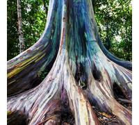 semi di eucalipto per interni esotici selvatici bonsái di giardino balcone, perenne resistenti balcone resistenti reverdecimiento tetti bonsái interni 100pcs