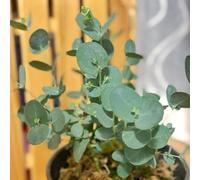 Semi di eucalipto, regali per giardinieri decorazione del soggiorno un d'appartamento perenni autunnali resistenti 50pcs