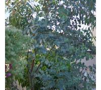 Semi di eucalipto, serre da balcone d'appartamento facili da curare vecchie varietà resistenti per il giardino perenni 300pcs