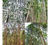 semi di eucalitto resistenti resistenti semi di tetto verde decorativo balcone giardino verde Il giardino sono 200pcs