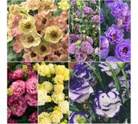 semi di eustoma resistenti - balcone con letti elevati giardino di semi lisianthus bonsái lysanthus resistenti per il giardino 75pcs