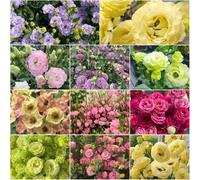 semi di eustoma semi adatti per le selvatiche perenni resistenti decorazione balconi lisianthus eustoma - rari - tagliati, 200 pezzi