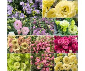 semi di eustoma semi adatti per le selvatiche perenni resistenti decorazione balconi lisianthus eustoma - rari - tagliati, 200 pezzi