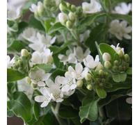 Semi di Evolvulus nuttallianaus semi di resistenti per il giardino per luoghi soleggiati giardino rare 60pcs